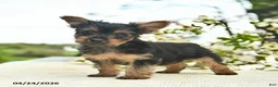 Yorkshire Terrier dogs for sale: Monty  - Ad 3