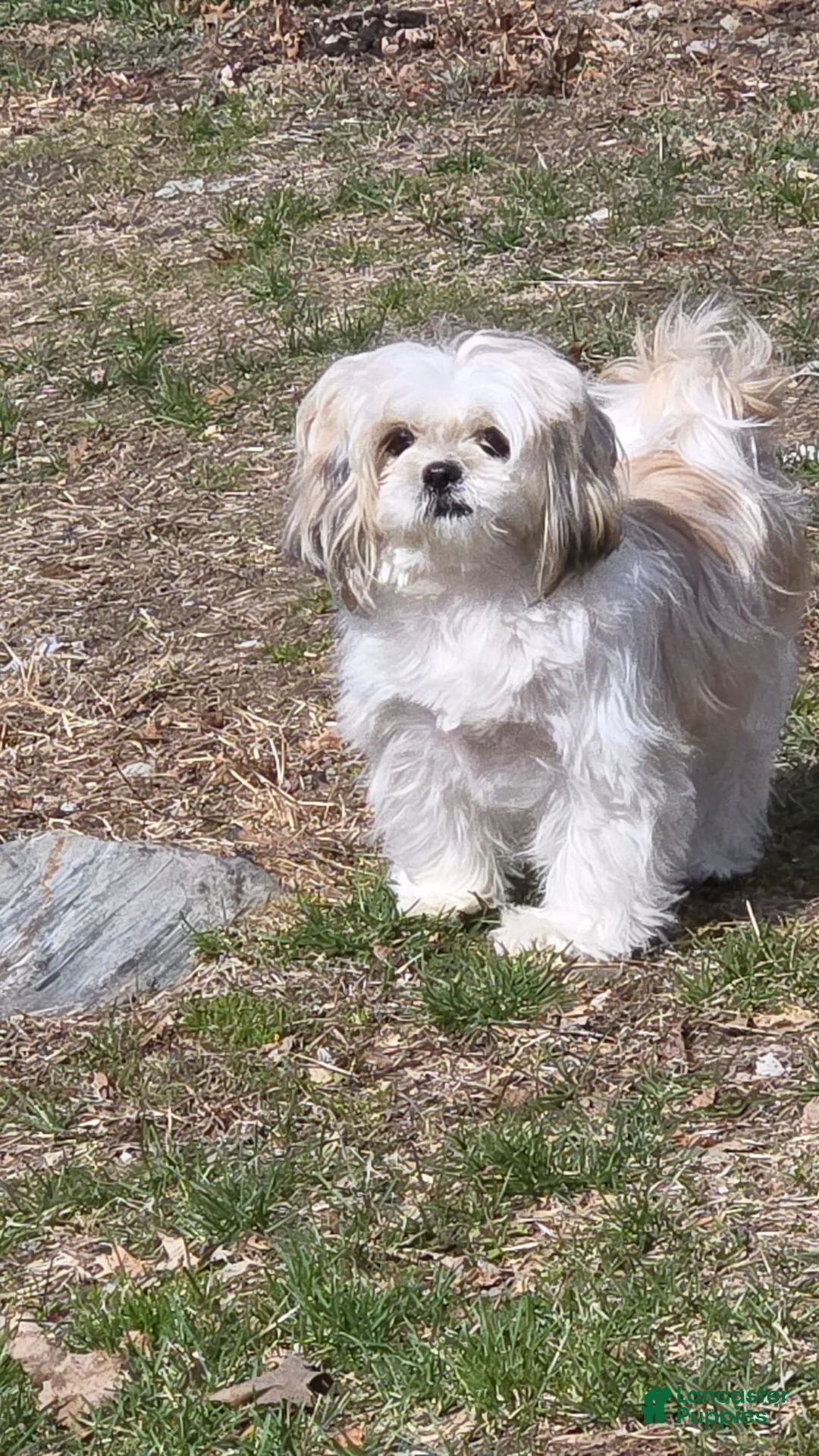 Shih Tzu dogs for sale: Shih Tzu Puppy 3 - Ad 2