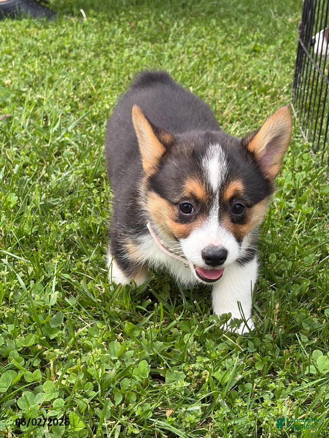 Welsh Corgi Pembroke dogs for sale: Dee  - Ad 2