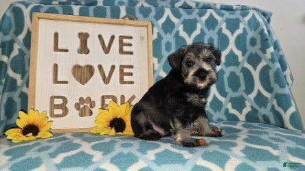 Miniature Schnauzer dogs Maverick - Ad 3