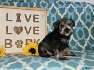 Miniature Schnauzer dogs Maverick - Ad 2