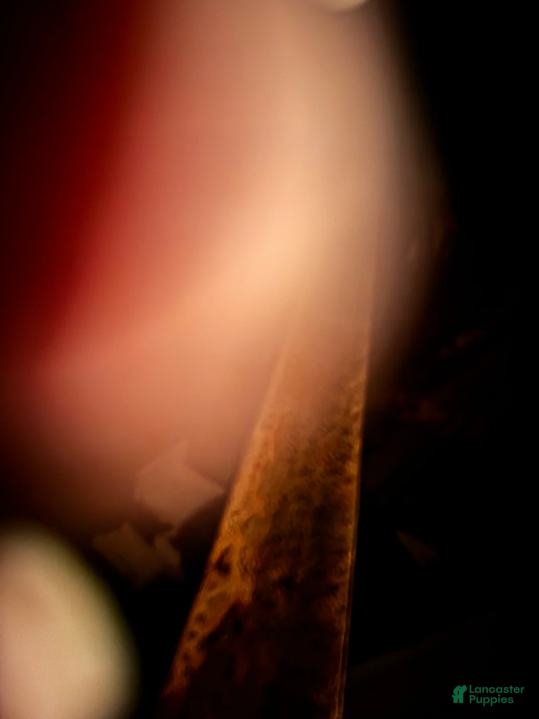 American Bully dogs for sale: American Bully Puppy 1 - Ad 4