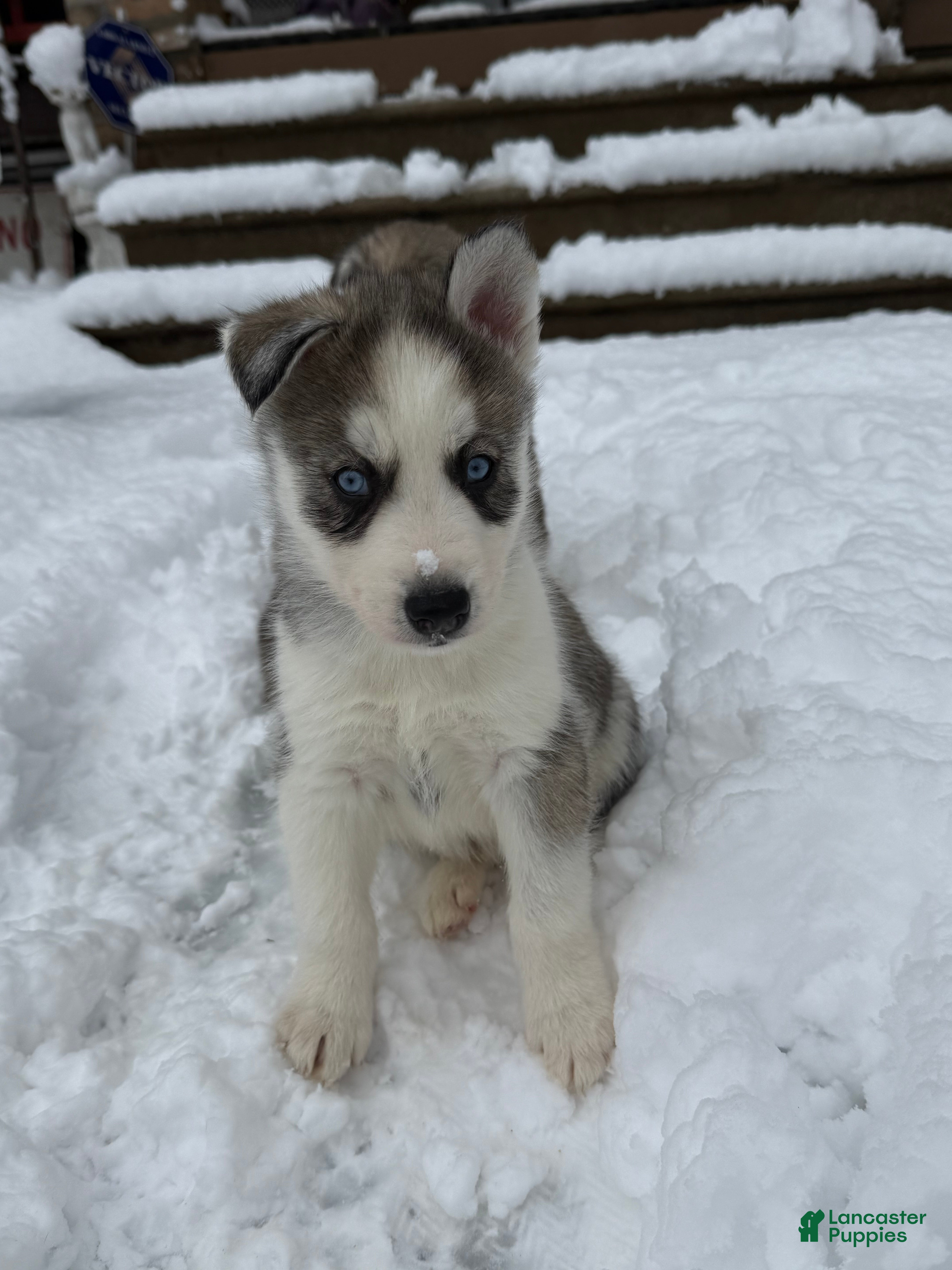 Siberian Husky dogs Phantom - Ad 2