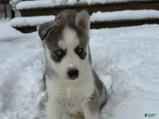 Siberian Husky dogs Phantom - Ad 2