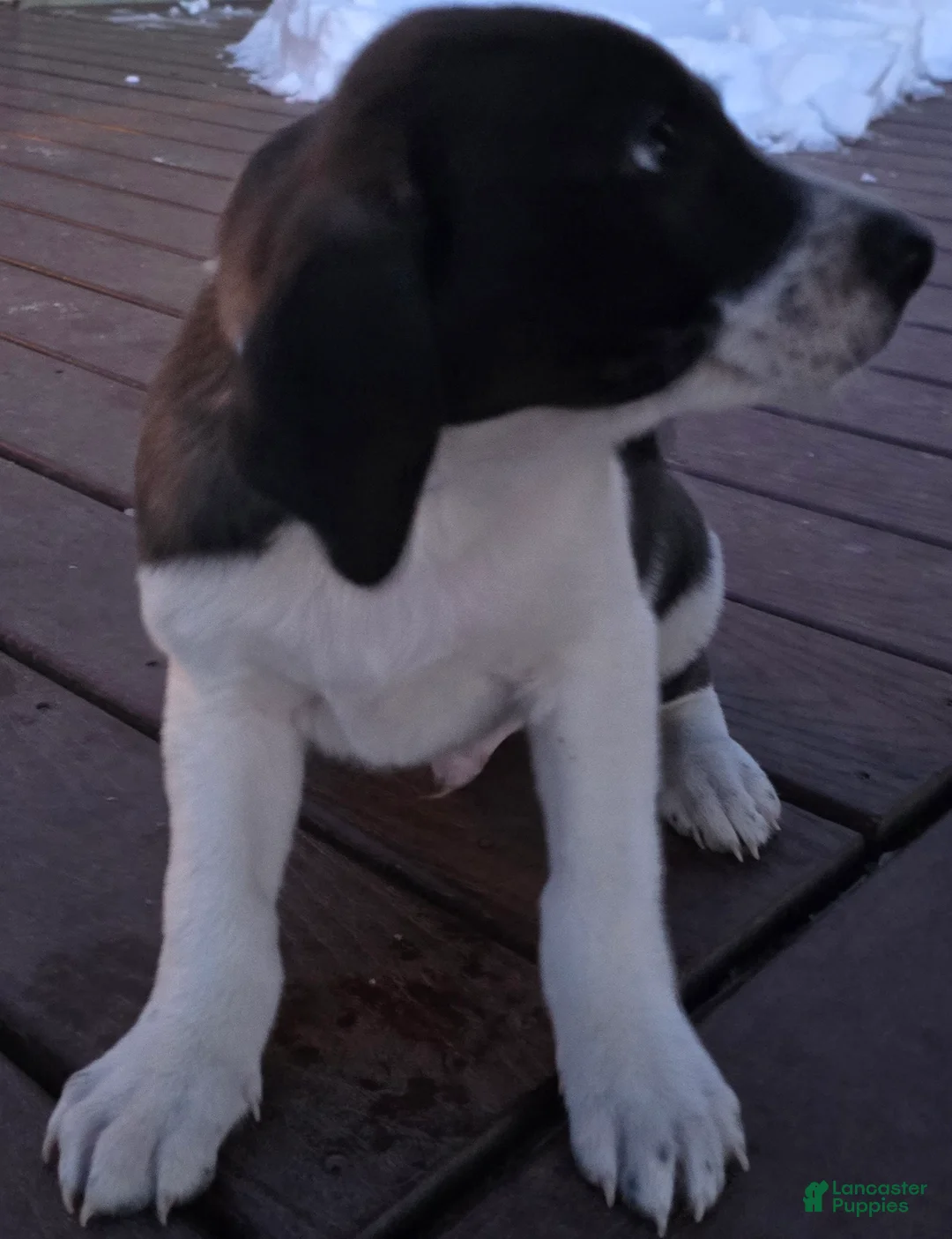 Other breed dogs for sale: Chocolate  - Ad 6