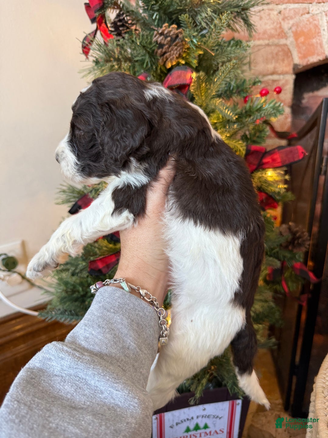 Mixed Breed dogs for sale: Phil - Ad 5