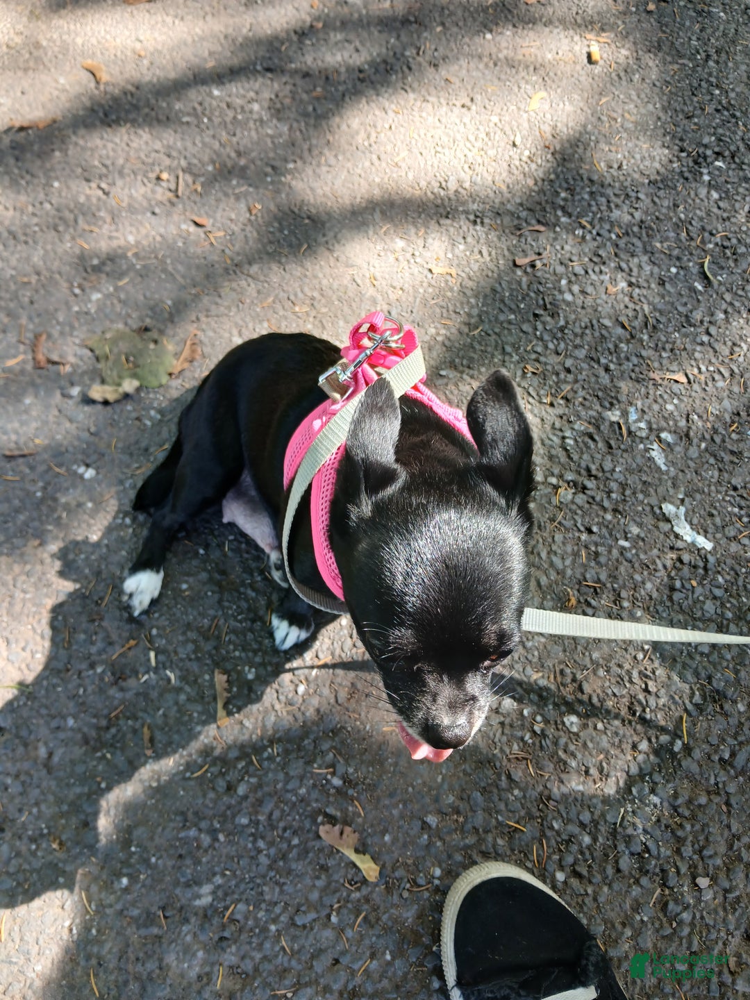 Chihuahua dogs for sale: Domino - Ad 9