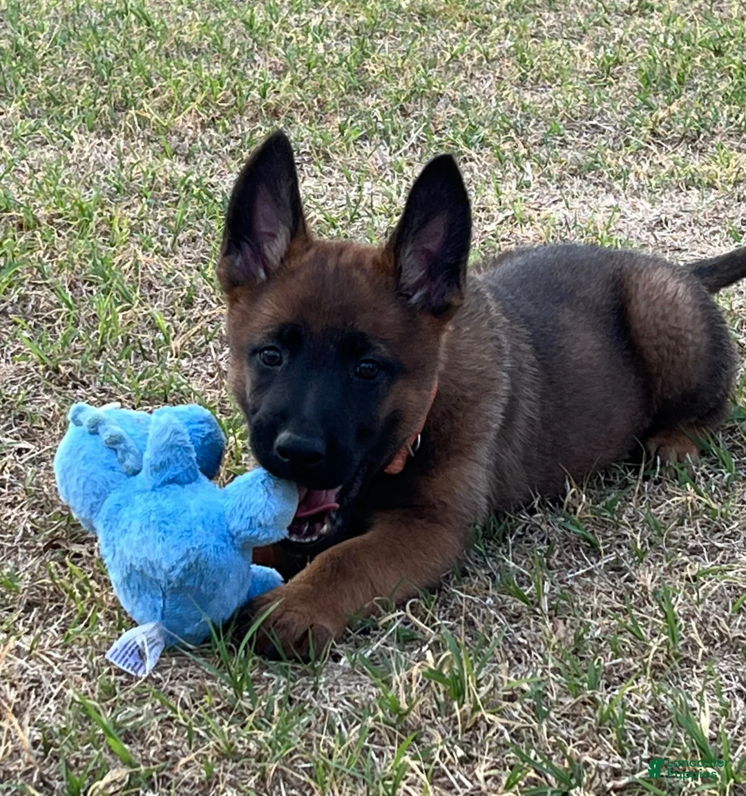 Mixed Breed dogs for sale: Mixed Breed Puppy 1 - Ad 2