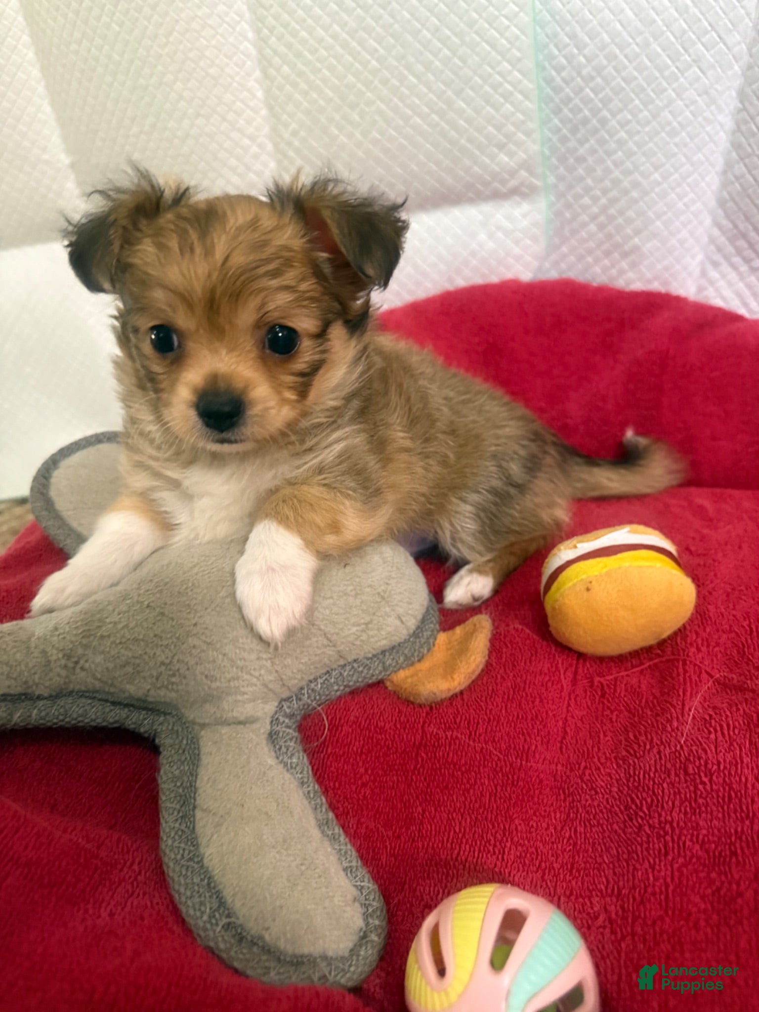 Mixed Breed dogs Mixed Breed 2 - Ad 2