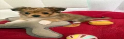 Mixed Breed dogs for sale: Mixed Breed 2 - Ad 2