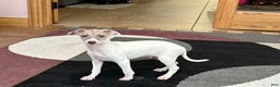 Italian Greyhound dogs for sale: Jaden - Ad 3