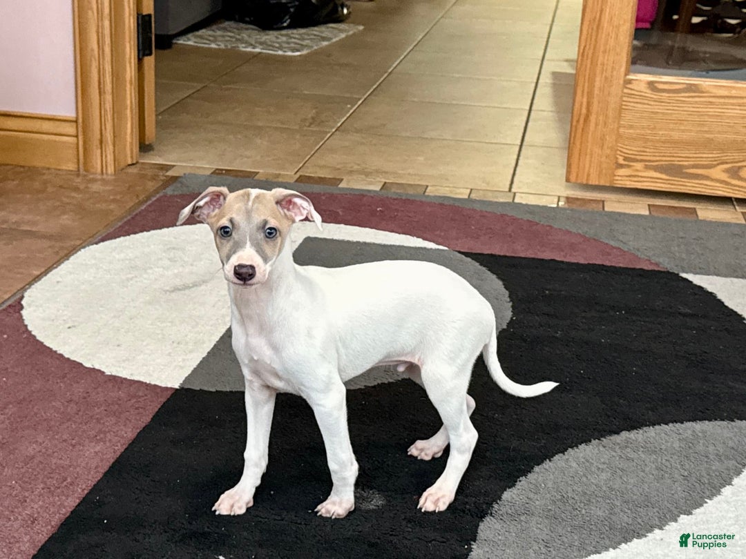 Italian Greyhound dogs for sale: Jaden - Ad 3