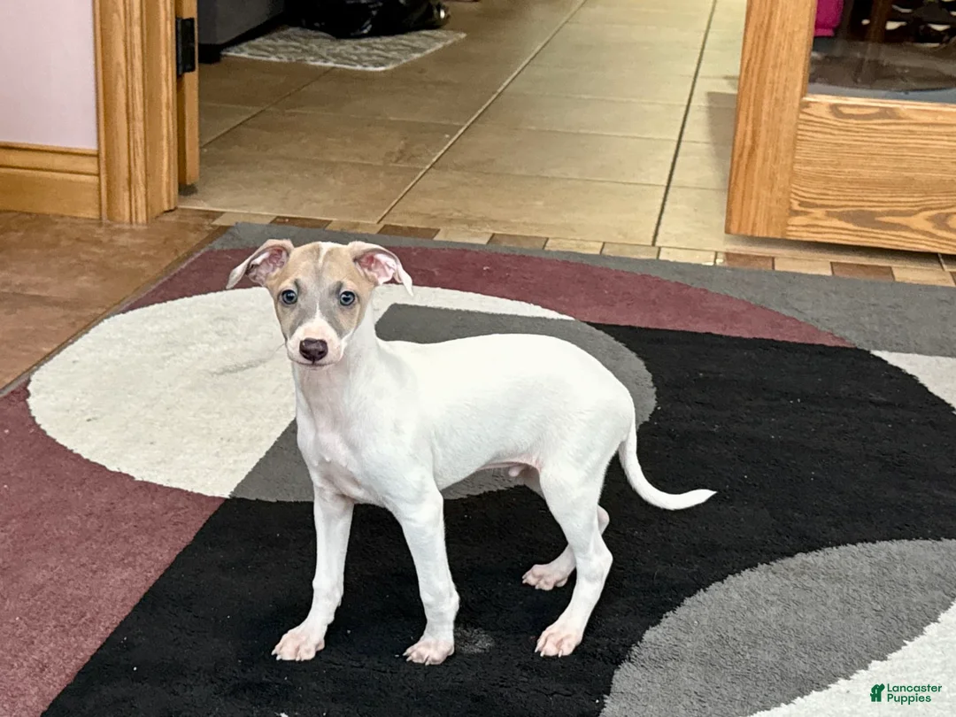 Italian Greyhound dogs for sale: Jaden - Ad 3