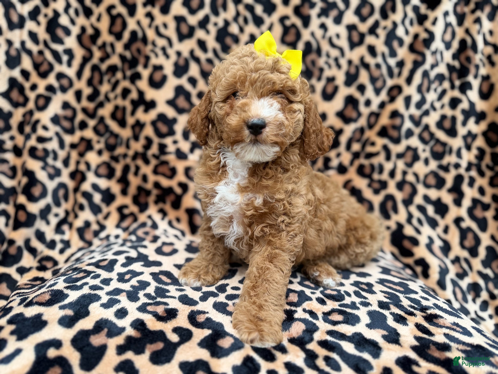Cockapoo dogs Reagan - Ad 6
