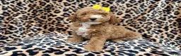 Cockapoo dogs for sale: Reagan - Ad 1