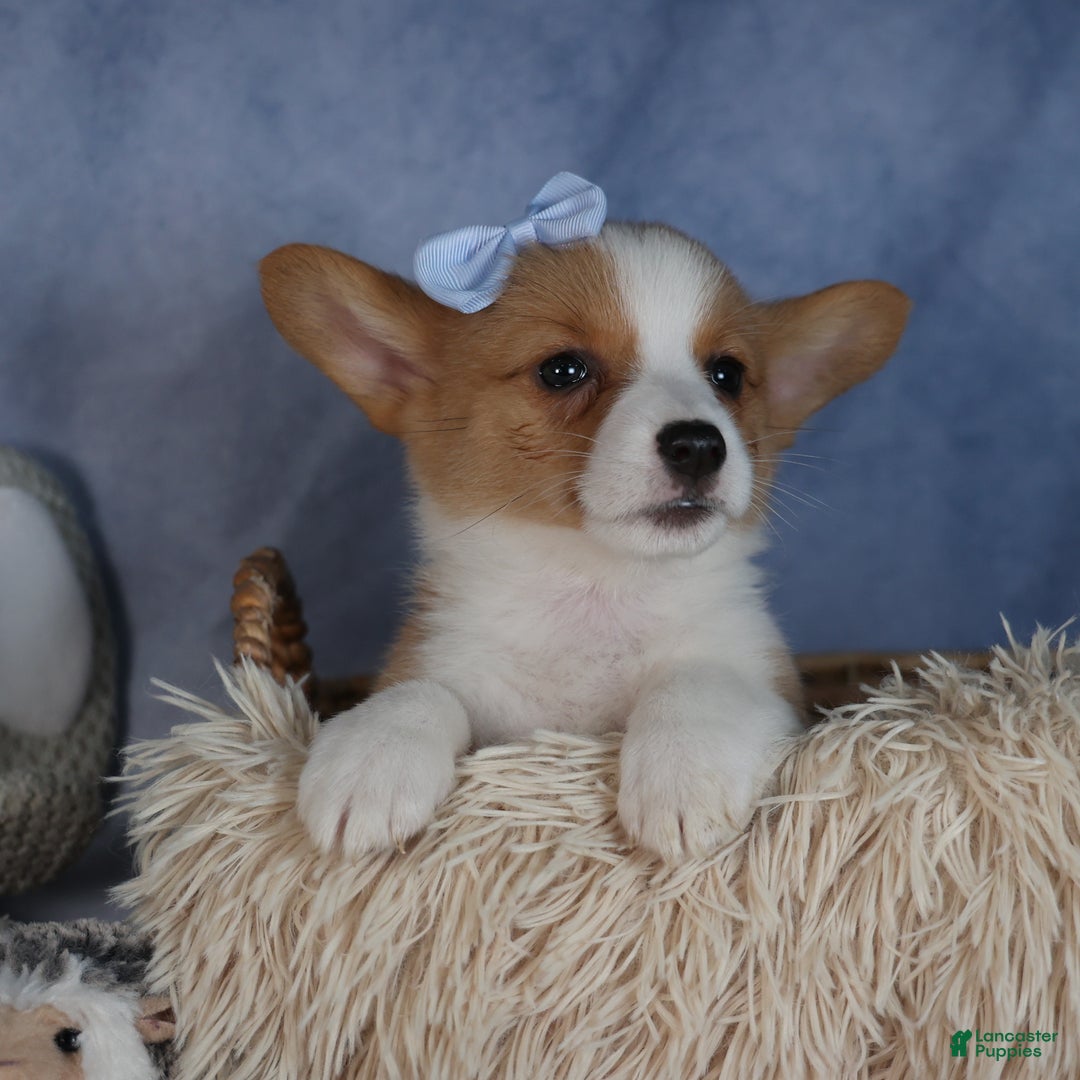 Welsh Corgi Pembroke dogs for sale: Diana - Ad 9