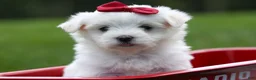 Maltese dogs for sale: MURPHY - Ad 13