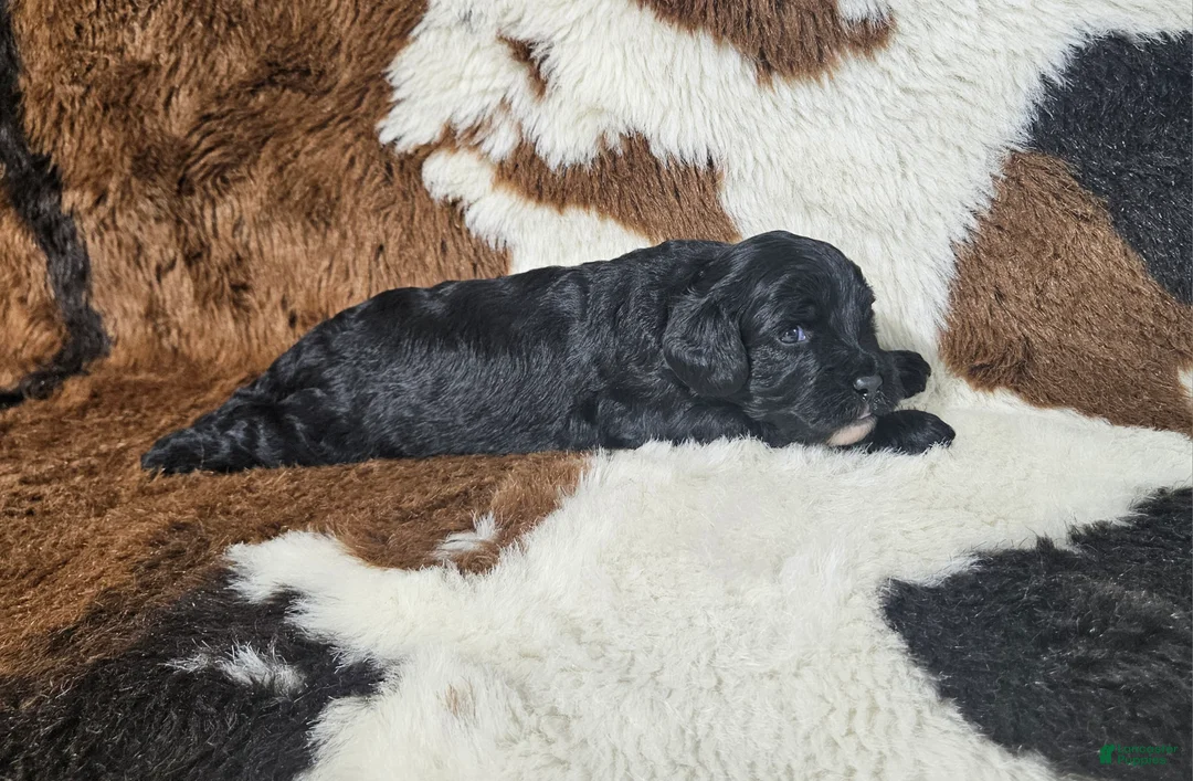 Cavapoo dogs for sale: F1 Poseidon - Ad 1