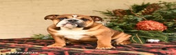 English Bulldog dogs for sale: Melody - Ad 1