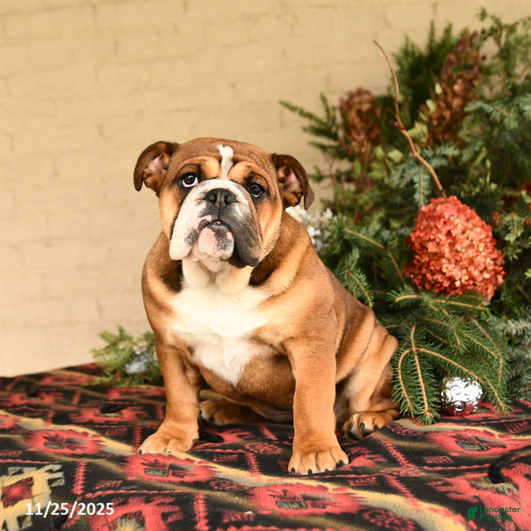 English Bulldog dogs for sale: Melody - Ad 1