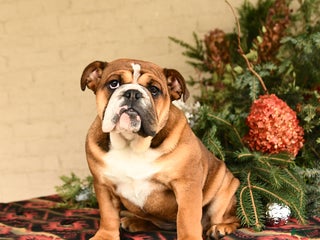 English Bulldog dogs Melody - Ad 32