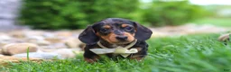 Miniature Dachshund dogs for sale: Anson - Ad 1