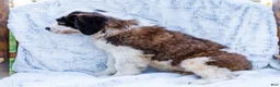 Saint Bernard dogs for sale: Smarty - Ad 4