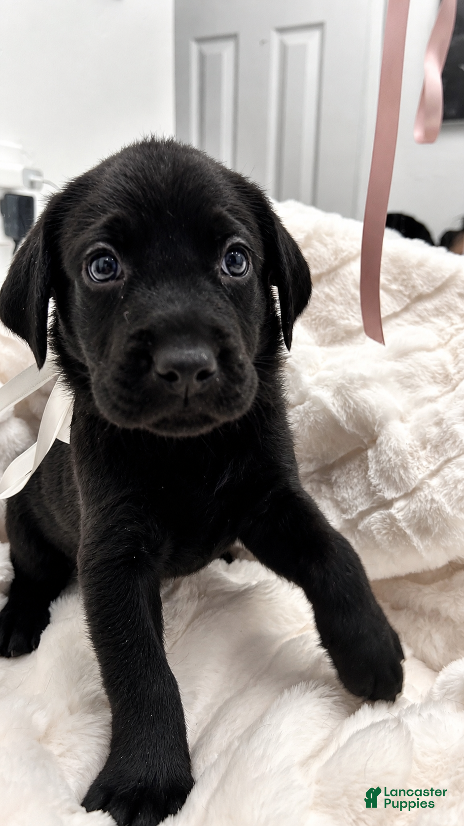 Labrador Retriever dogs Labrador Retriever 6 - Ad 1