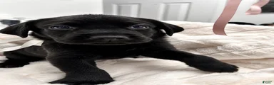 Labrador Retriever 6