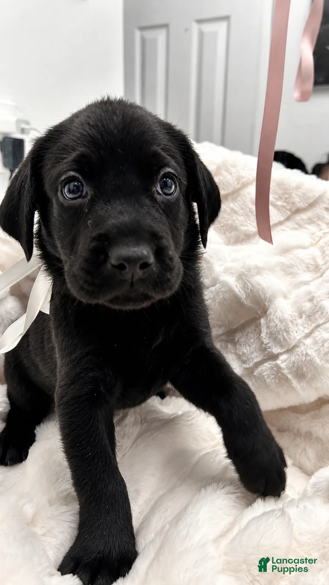 Labrador Retriever dogs for sale: Labrador Retriever 6 - Ad 1