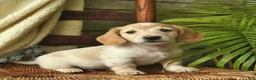 Miniature Dachshund dogs for sale: Kipper  - Ad 1