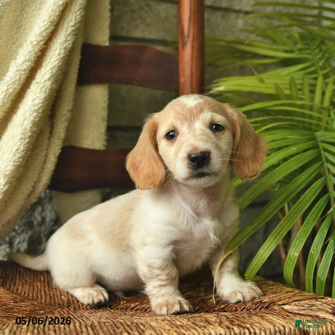 Miniature Dachshund dogs for sale: Kipper  - Ad 1
