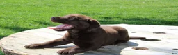 Labrador Retriever dogs for sale: Dandy - Ad 2