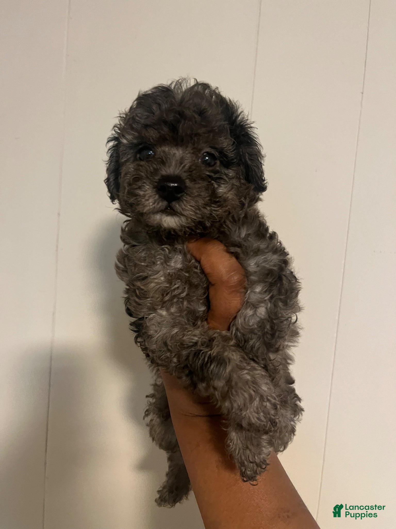 Yorkiepoo dogs Stitch - Ad 1