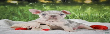 Louie