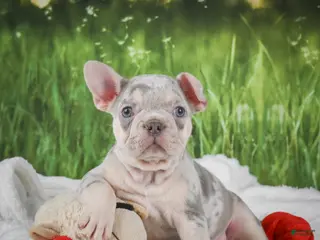 French Bulldog dogs for sale: Louie - Ad 4