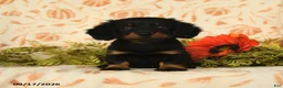 Miniature Dachshund dogs for sale: Puddles - Ad 1