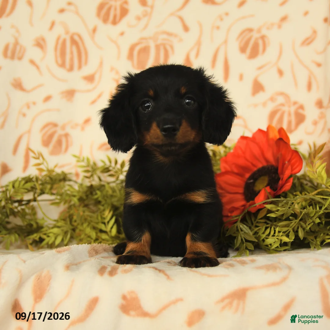 Miniature Dachshund dogs for sale: Puddles - Ad 1