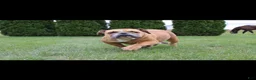 English Bulldog dogs for sale: Debbi - Ad 8