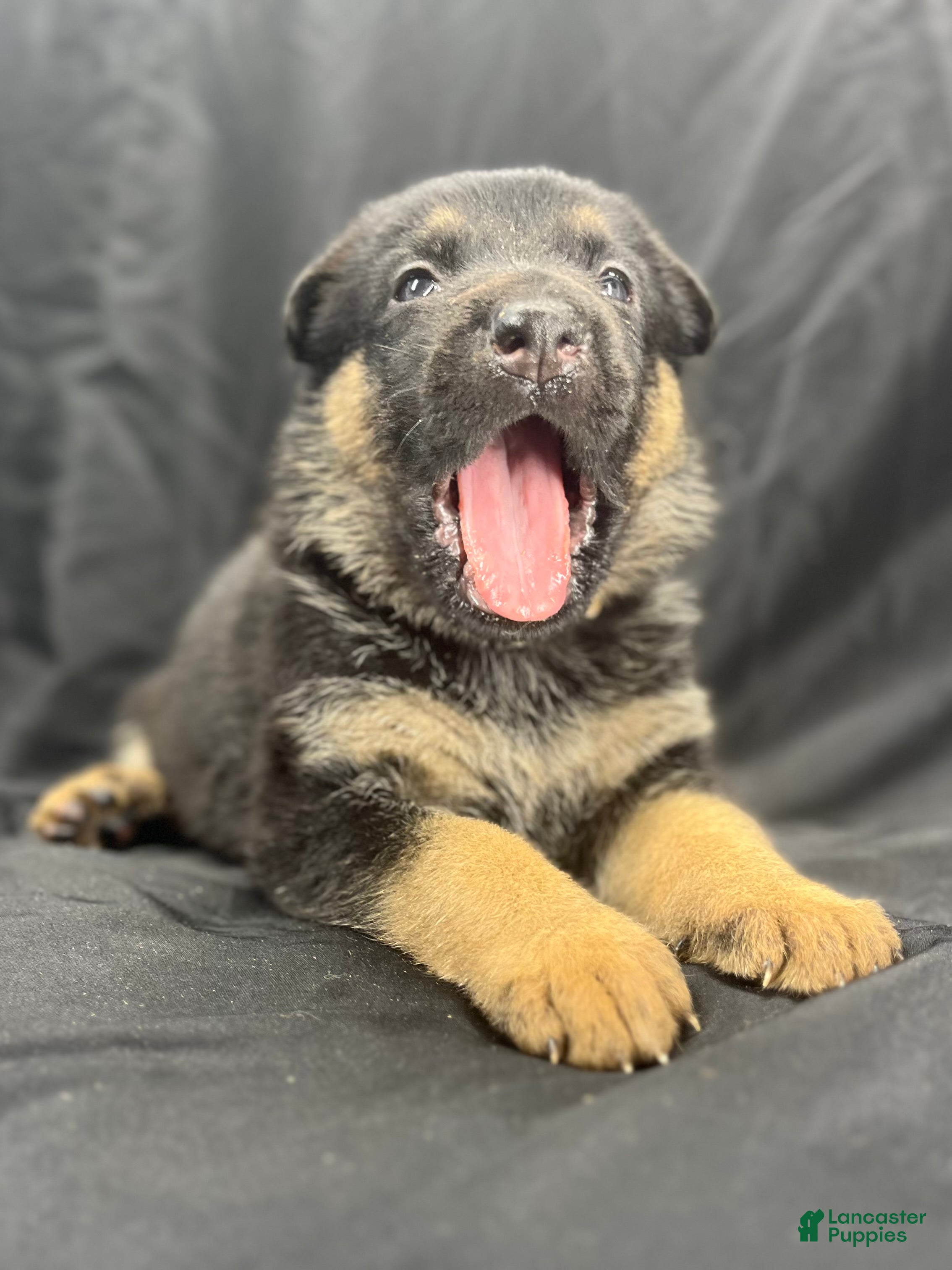 German Shepherd dogs Shadow - Ad 1