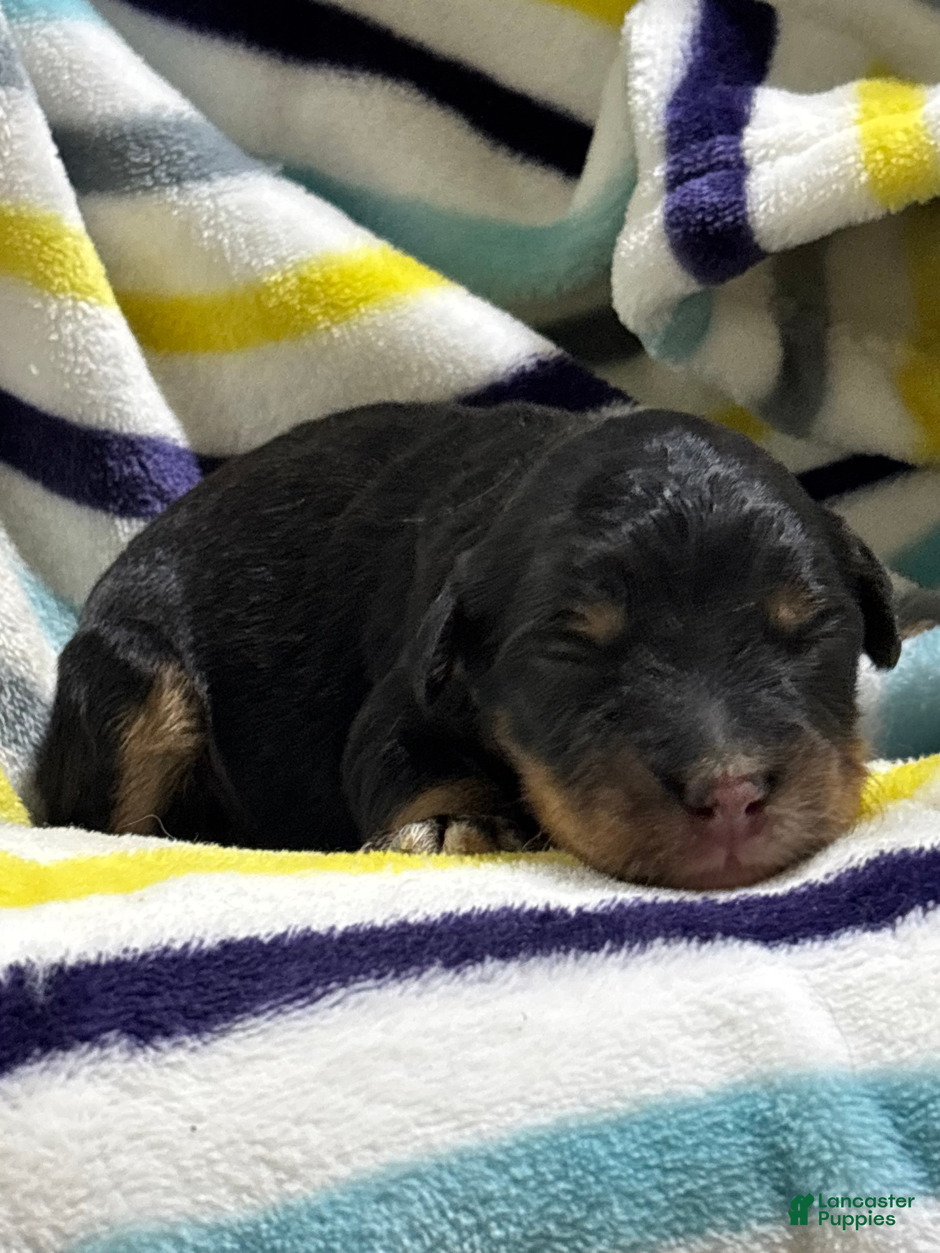 Aussiedoodle dogs Aussiedoodle 7 - Ad 1