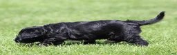 Mixed Breed dogs for sale: Brooklyn - Ad 5