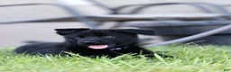 German Shepherd dogs for sale: Purple Collar - Ad 2