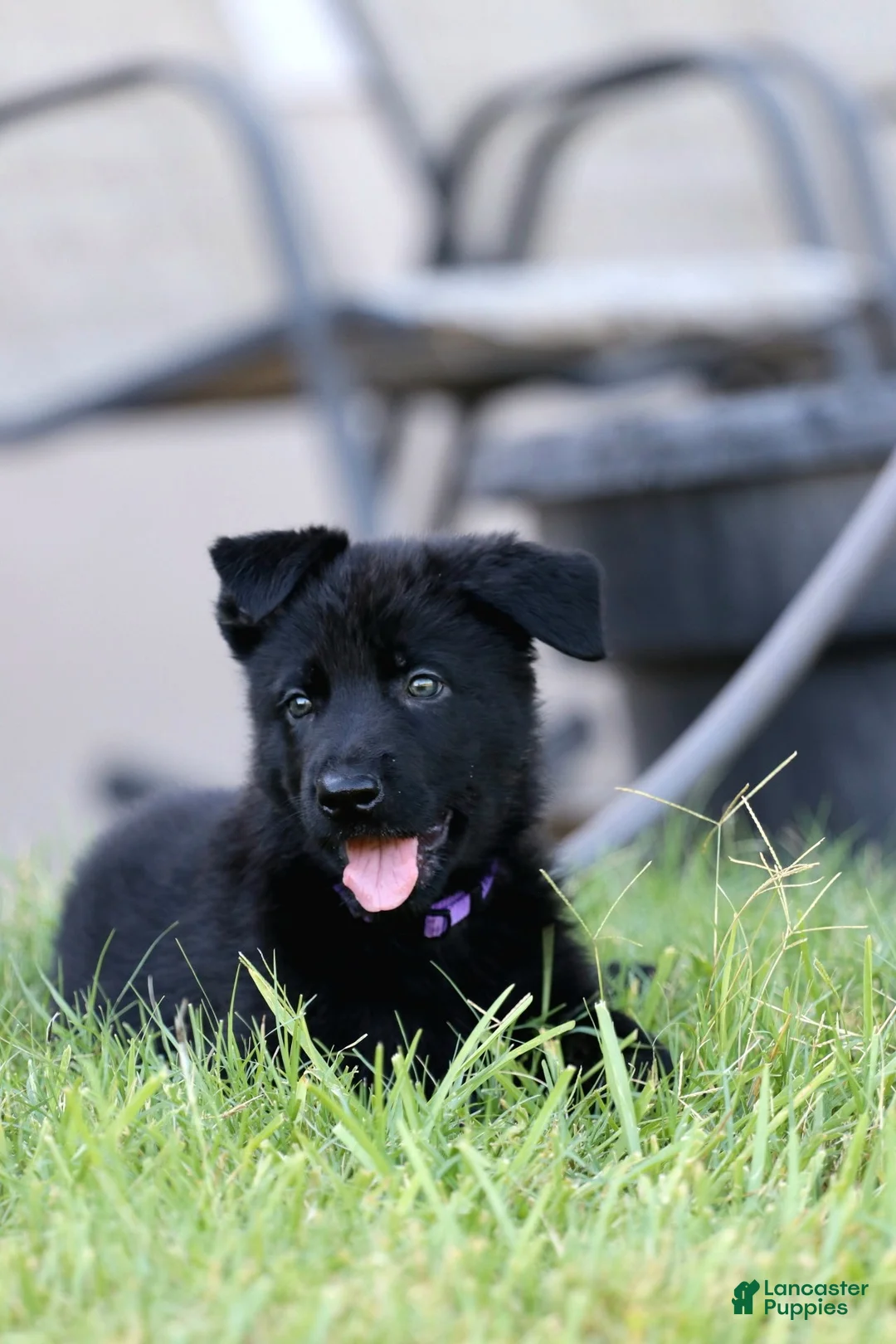 German Shepherd dogs for sale: Purple Collar - Ad 2