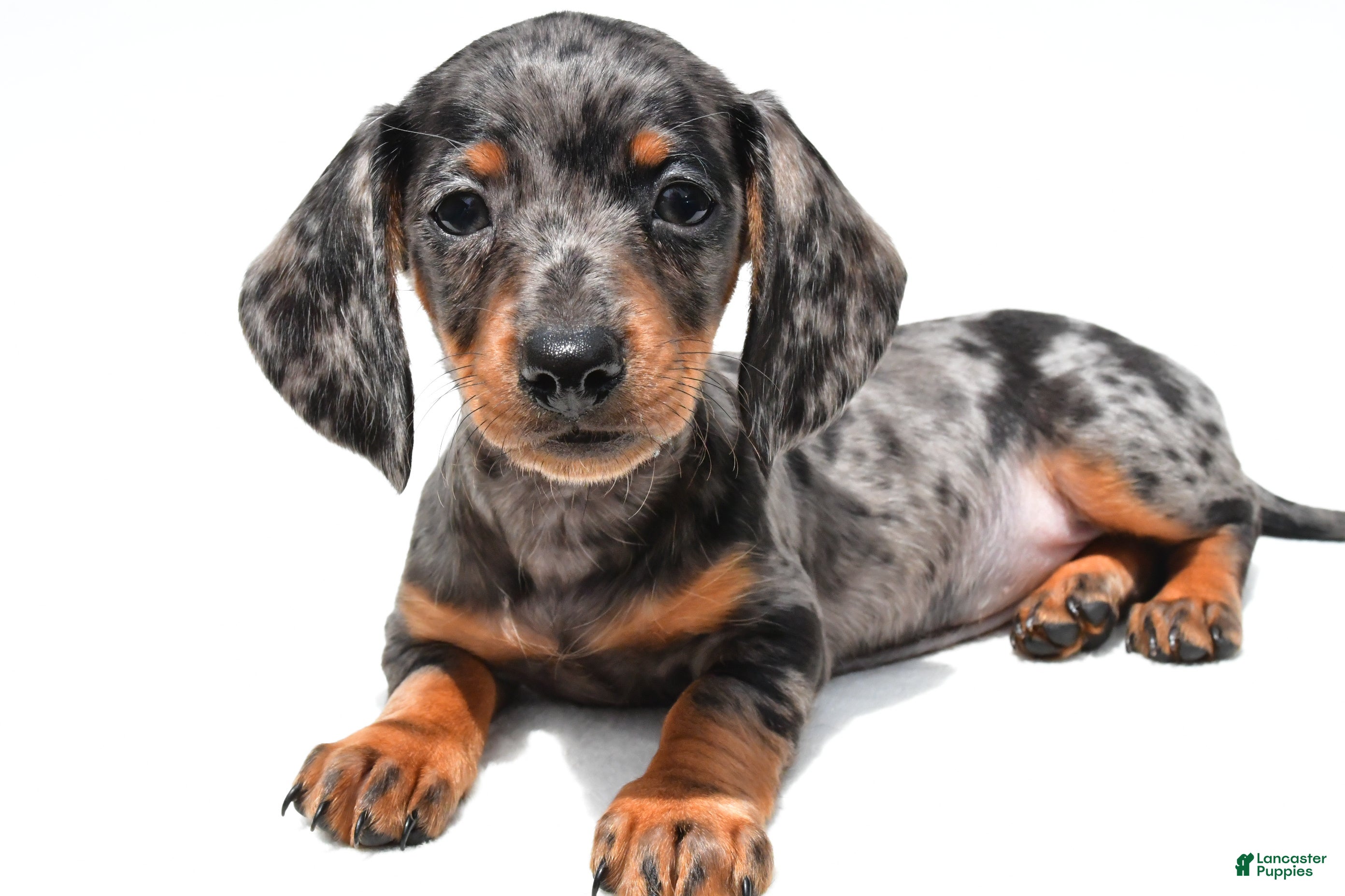 Miniature Dachshund dogs Kate  - Ad 1