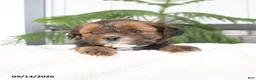 Mixed Breed dogs for sale: Jasper - Ad 1