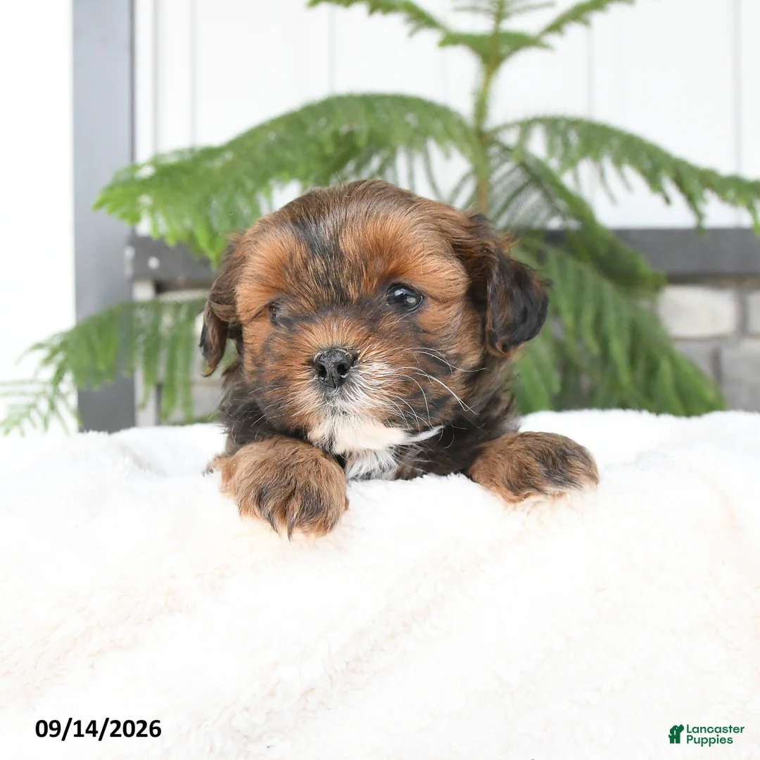 Mixed Breed dogs for sale: Jasper - Ad 1