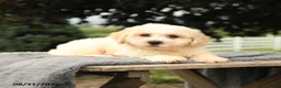 Bichon Frise dogs for sale: Liberty - Ad 3