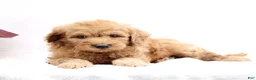 Mini Goldendoodle dogs for sale: Louie  - Ad 3