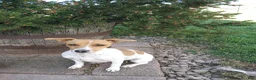 Jack Russell Terrier dogs for sale: Taylor - Ad 3